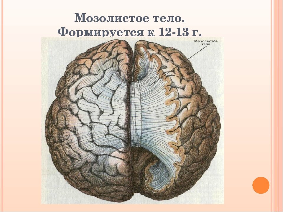 Межполушарная асимметрия: проблемы обучения в норме и патологии