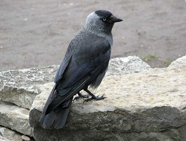 Источник фото: havepicsa.pw