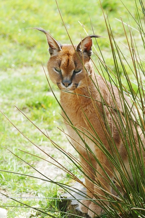 https://pixabay.com/photos/caracal-cat-wild-wildlife-animal-3301702/