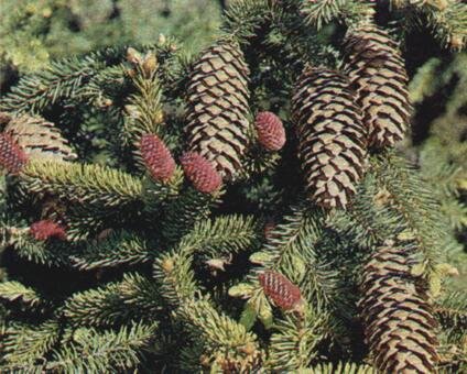 Young and mature lumps were eating   http://lenin-pam.narod.ru/les_petrov.zip