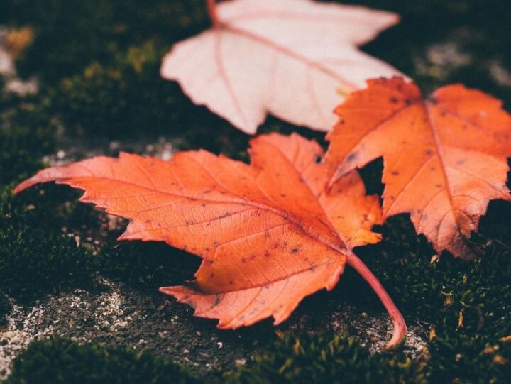 фото: pixabay.com