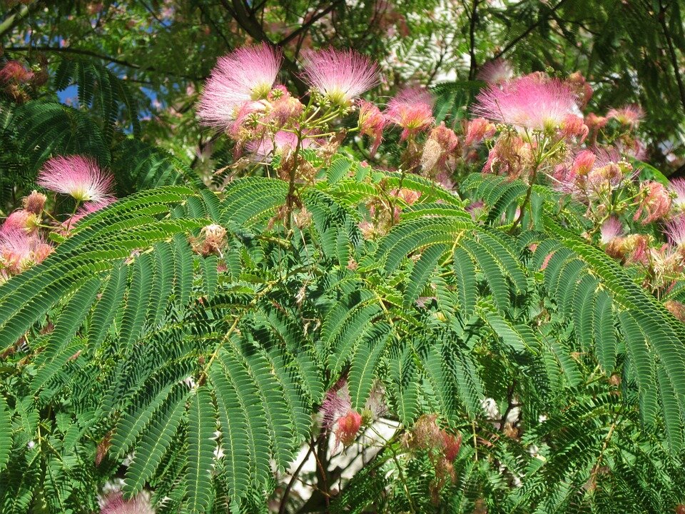 https://cdn.pixabay.com/photo/2015/07/17/08/53/albizia-julibrissin-848755_960_720.jpg