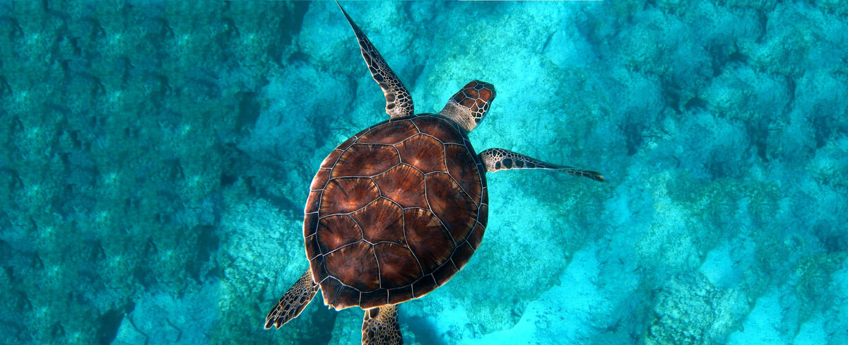 Пресмыка́ющиеся, или репти́лии — класс преимущественно наземных позвоночных животных из клады амниот, включающий современных черепах, крокодилов, клювоголовых и чешуйчатых