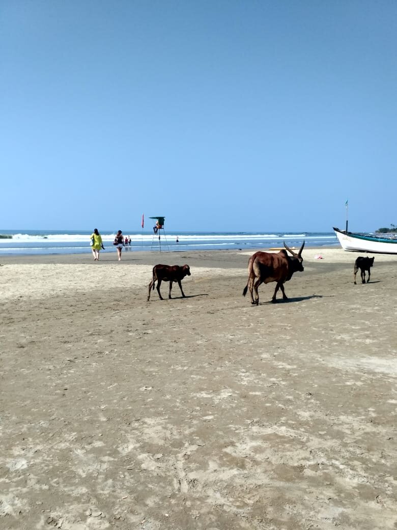 Фото пляжа Морджим в Гоа