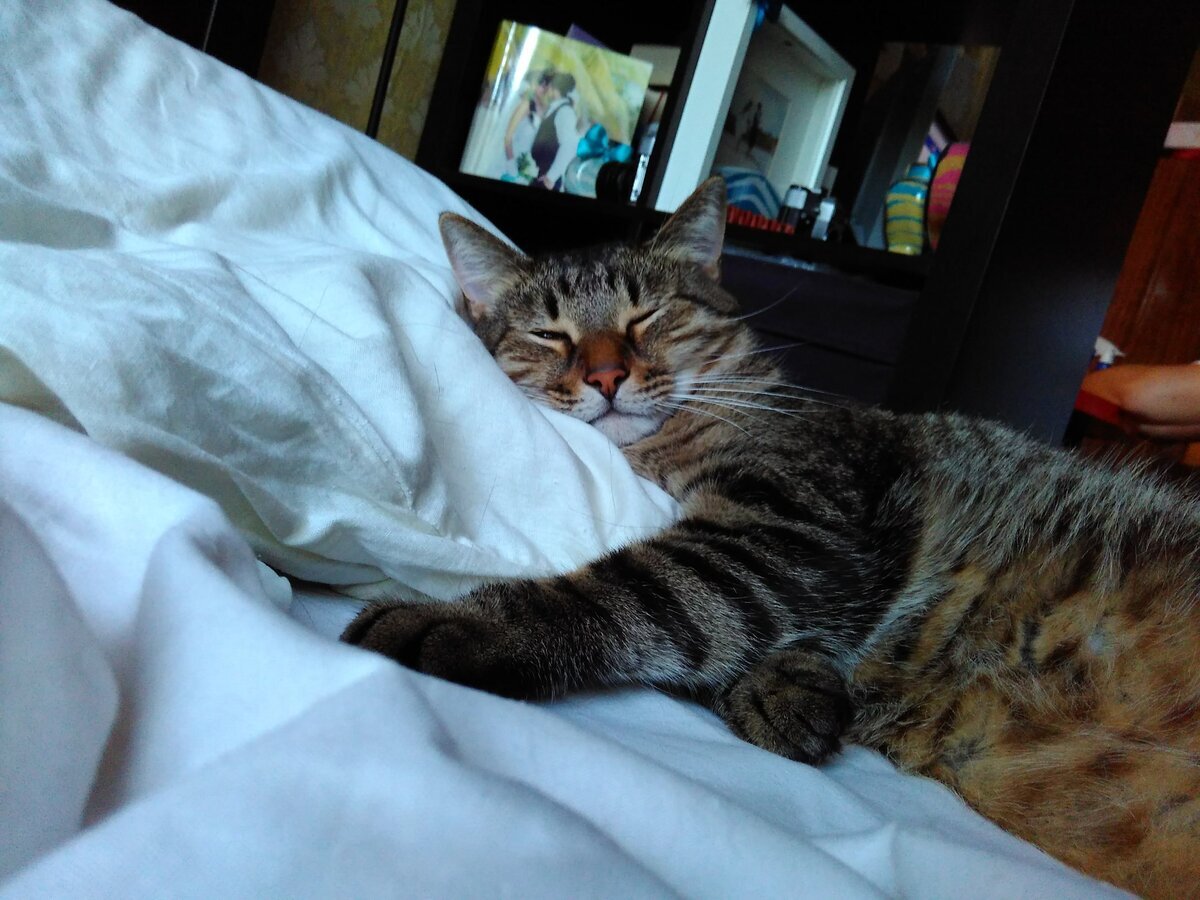 А вот и Ёс, бывает отойдешь куда-то, вернешься, а он уже занял подушку...