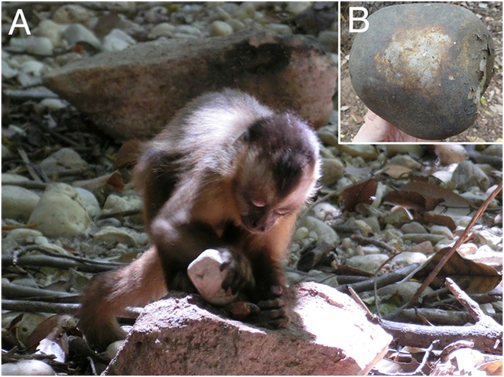 Чернополосый капуцин и его орудие