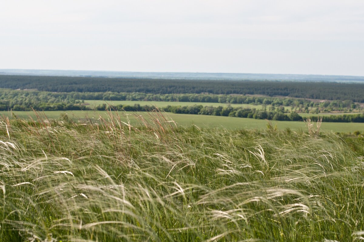 весенний ковыль