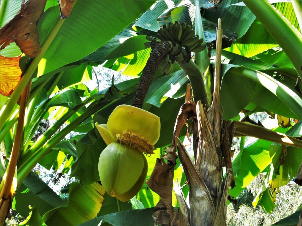 Лазаревское банановое дерево