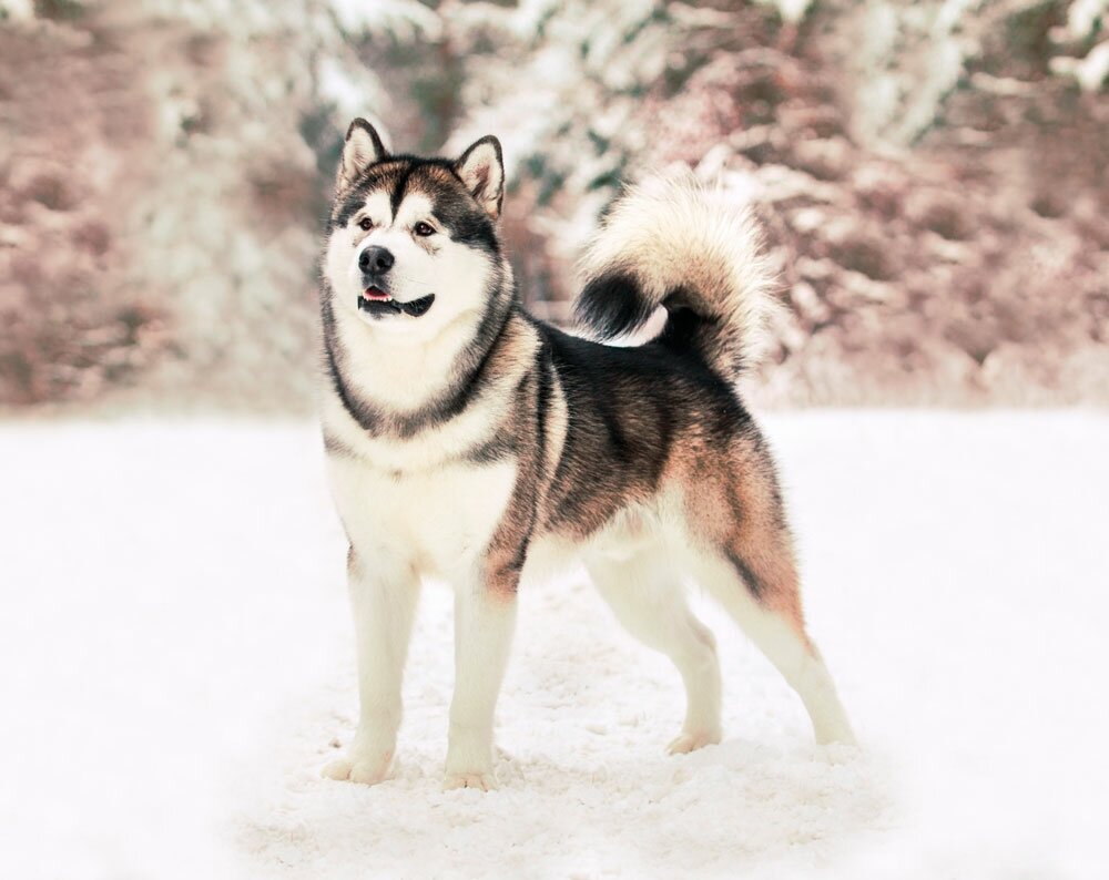 Фото из интернета