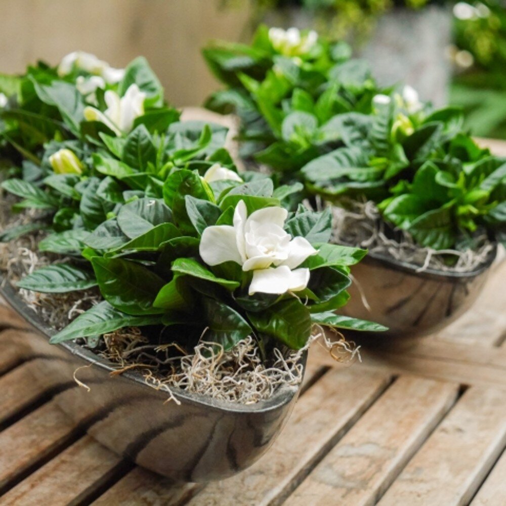 Photo from decorumplantsflowers.com