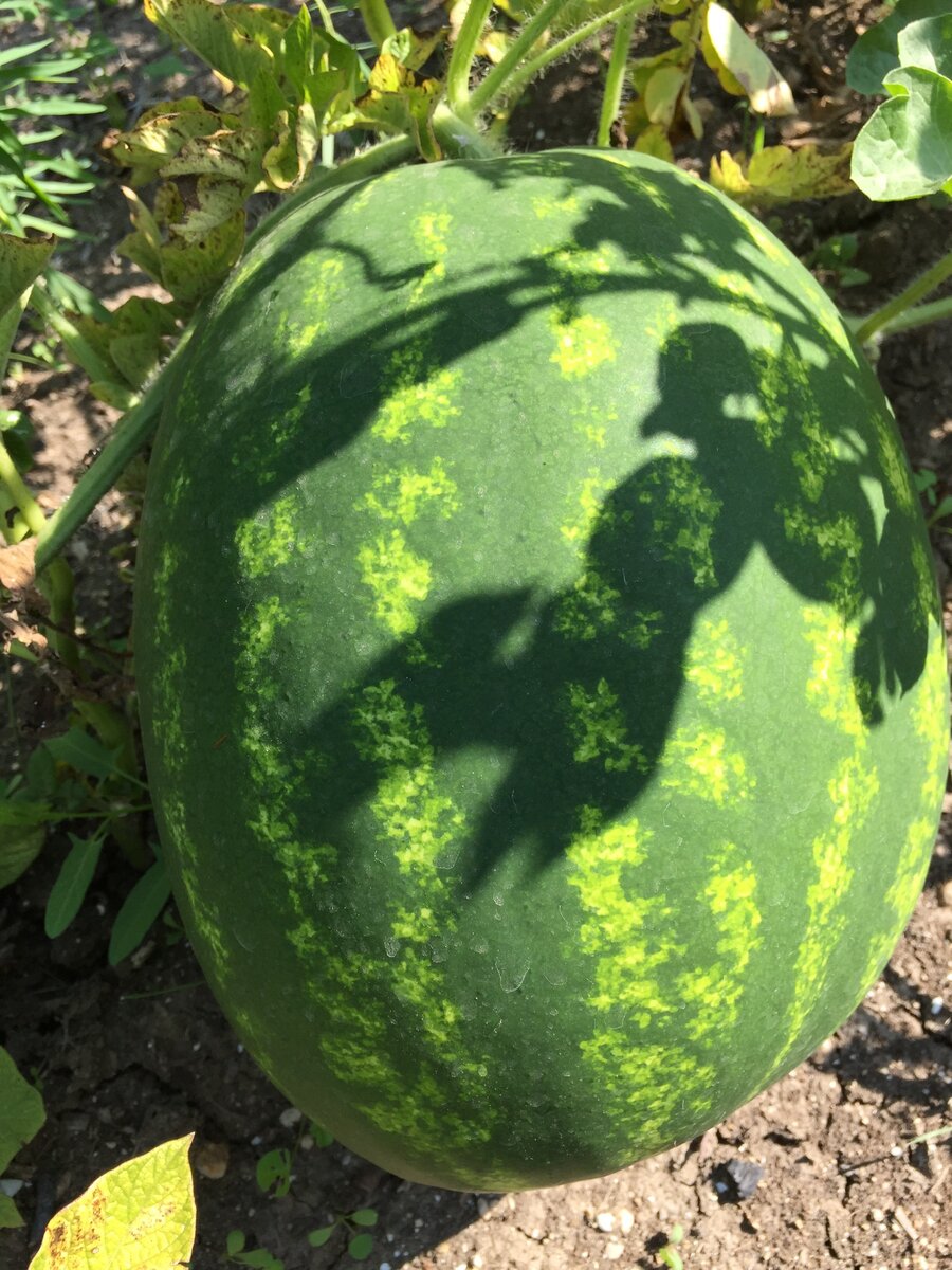 Фото из личного архива.