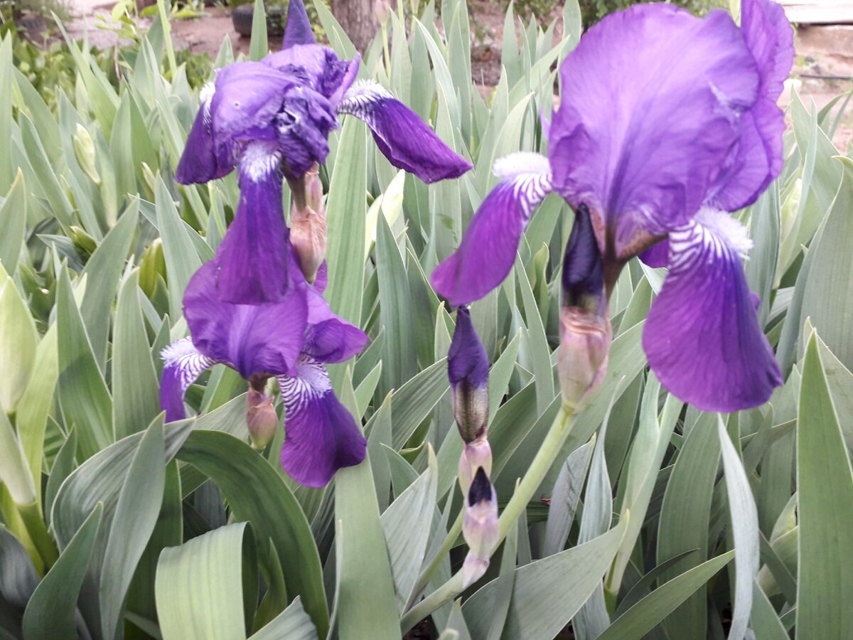 Даже не знаю как они называются.