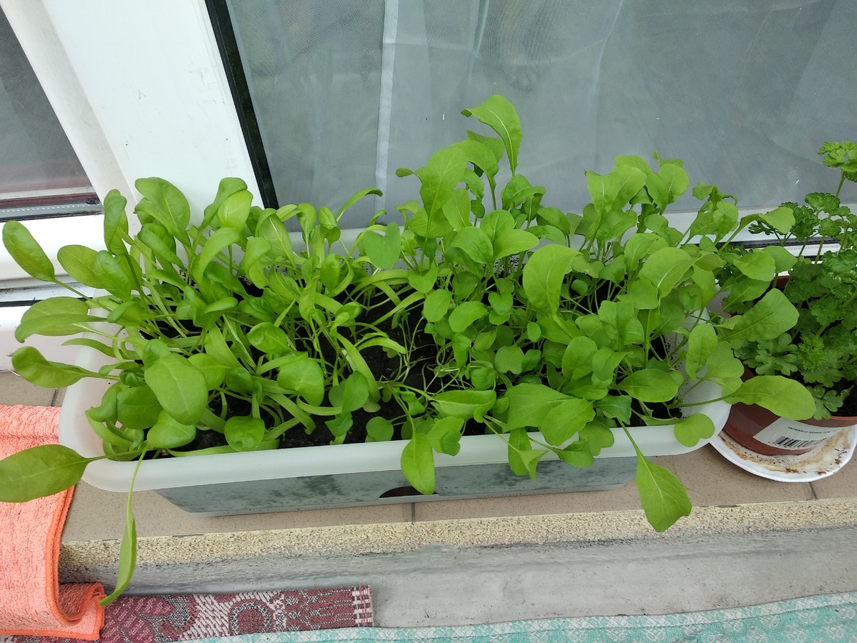 Шпинат и рукола.