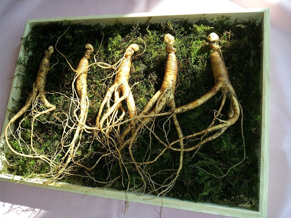 Корень женьшеня