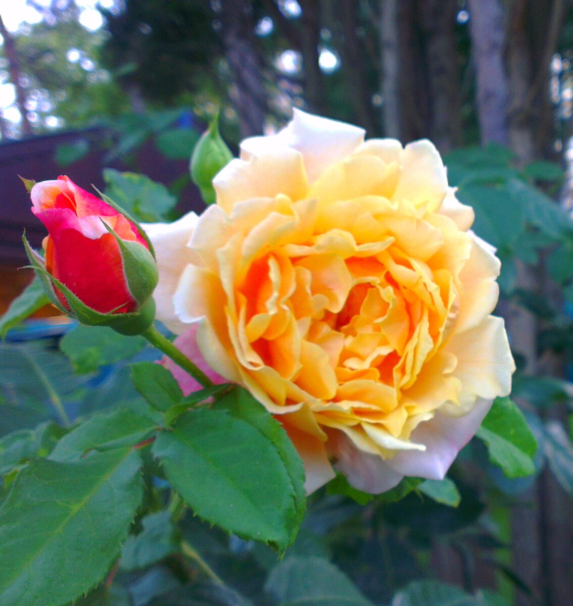 Леди Эмма Гамильтон. Убийственно красивый шраб Дэвида Остина