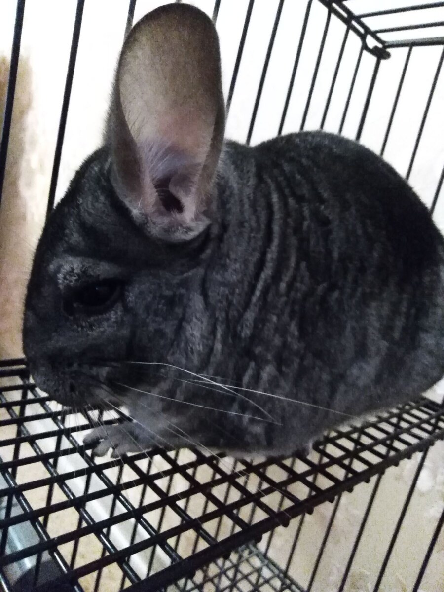 История как у нас появилась шиншилла.2 месяца назад нам подарили шиншиллу.Я,если честно, долго думала: принять или нет,но ради дочки взяли нового питомца.За ним очень интересно наблюдать,как кушает,как купается в песке,такая милашка!!!А в глазах у детей такая радость!!!!Но....Недавно,  арендадатель квартиры пришла покраситься (я парикмахер) и, с окрашеной головой, решила выйти на балкон покурить,а я там прятала клетку с шиншиллой.И тут началось...Она чуть клетку с шиншиллой не выбросила из окна.Конечно, и моя вина есть,надо было спросить у нее,прежде чем принять подарок.Но  увидев,как расстроились дети,позволила оставить нашу милашку шиншиллу.  