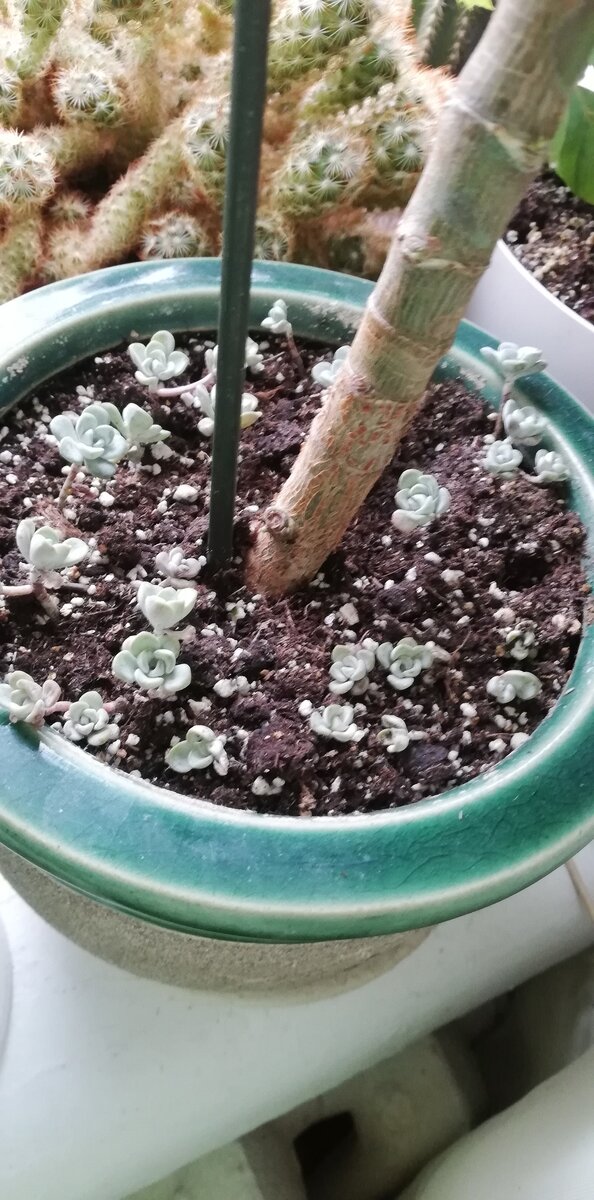 Сосет для толстянке