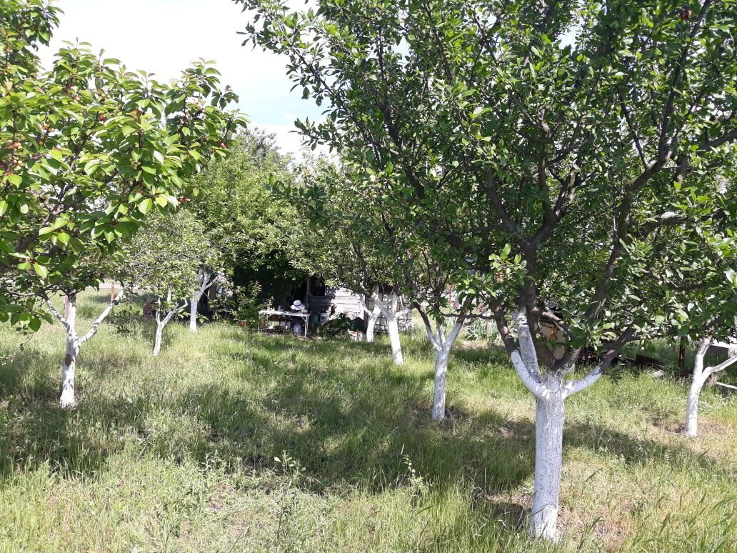первая весна на нашем участке
