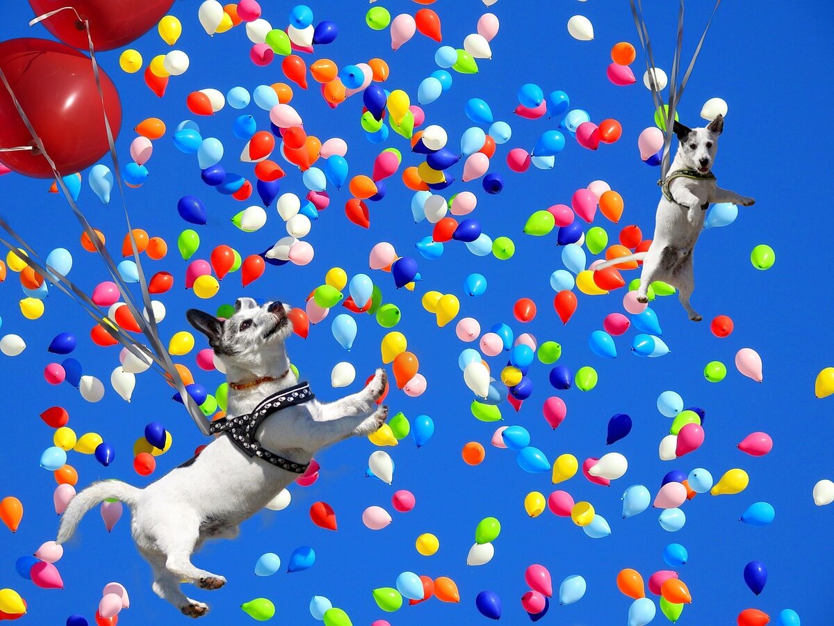 Собака в шаре. Шарик собака. Шарик собака воздушный. С днём рождения шарики. Собака с воздушными шарами.