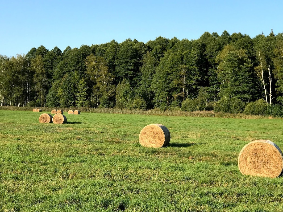 без прививки скоро можно будет спокойно жить только в глухом селе, подальше от цивилизации, где просто некому спрашивать сертификаты