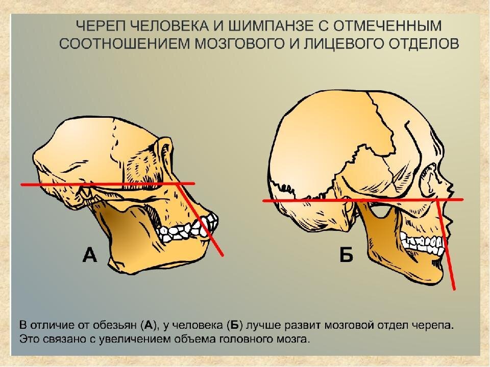 К мозговому отделу черепа не относятся