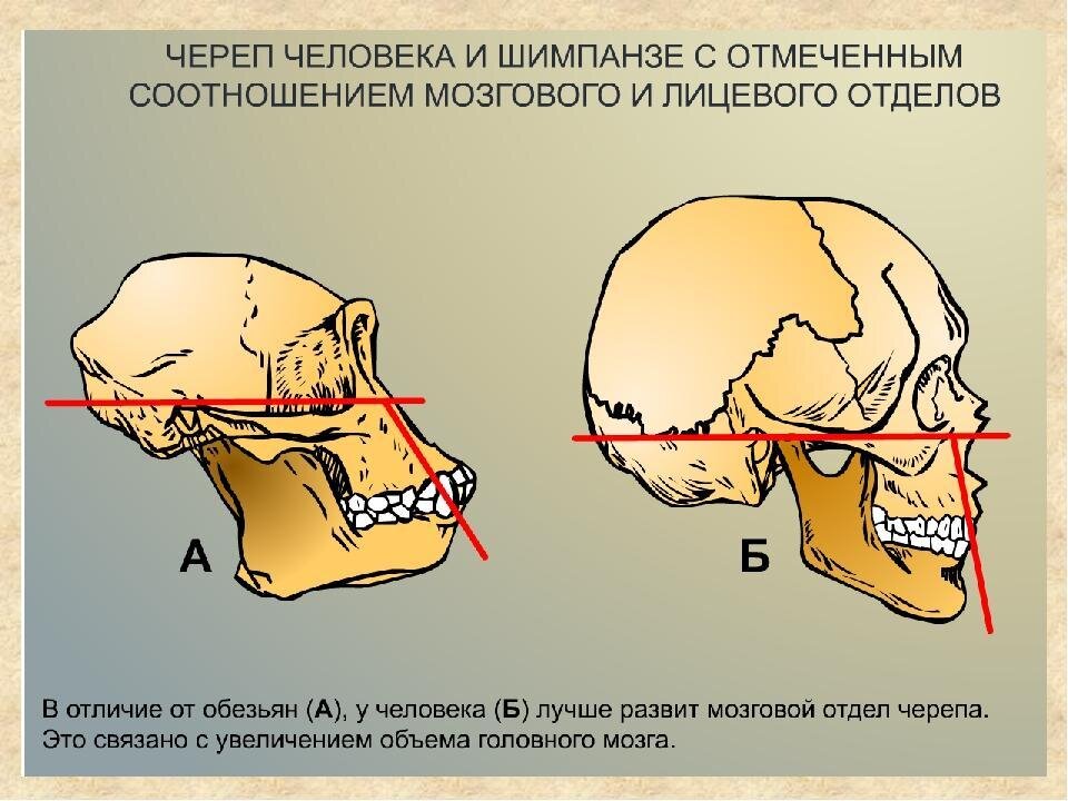 Хорошо развитый мозговой отдел черепа. Отличие черепа человека от черепа человекообразной обезьяны. Чепер Обезьяныи человека. Строение черепа человека и обезьяны. Сравнение черепа человека и обезьяны.