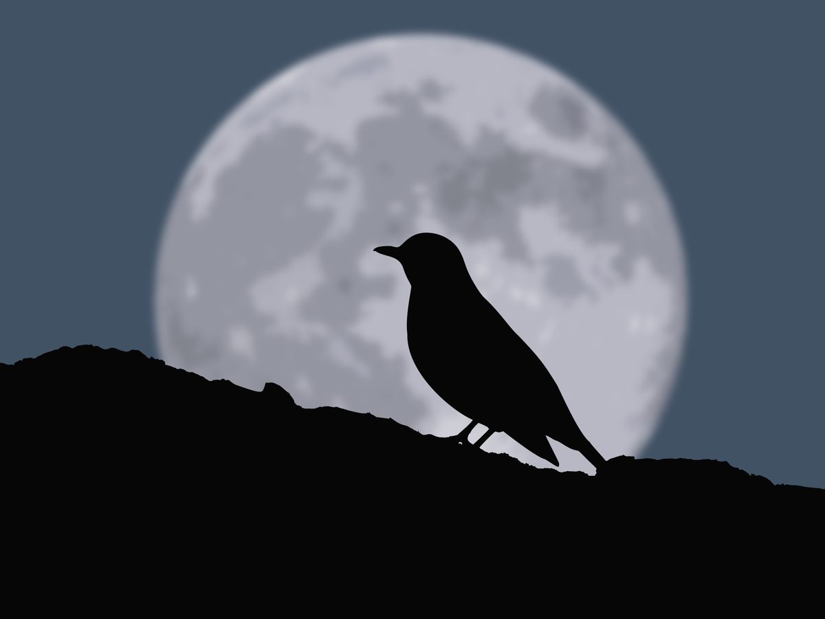 Поют ли птицы ночью. Птицы ночью. Ворон и Луна. Ворон ночью. Луна и вороны.
