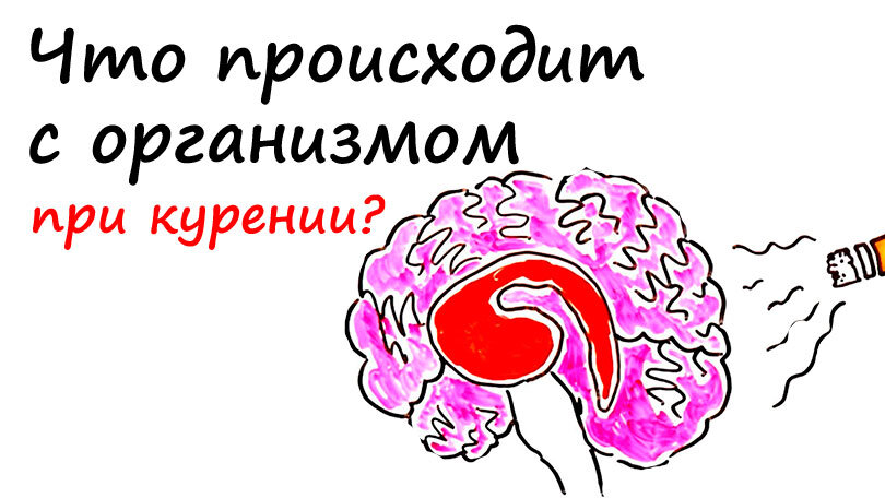 Влияние никотина на организм человека во время реабилитационного периода