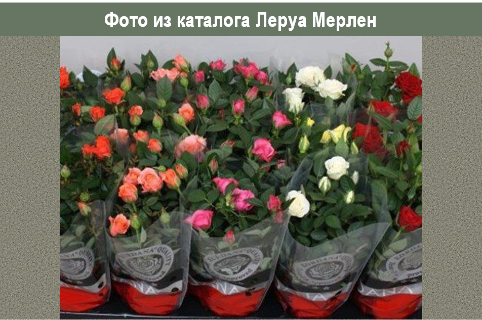 Розы в пятерке в горшке. Роза кустовая горшечная. Розы в горшочках из магазина. Роза патио малиновая эсмеральда. Розы в горшочках из магазина.