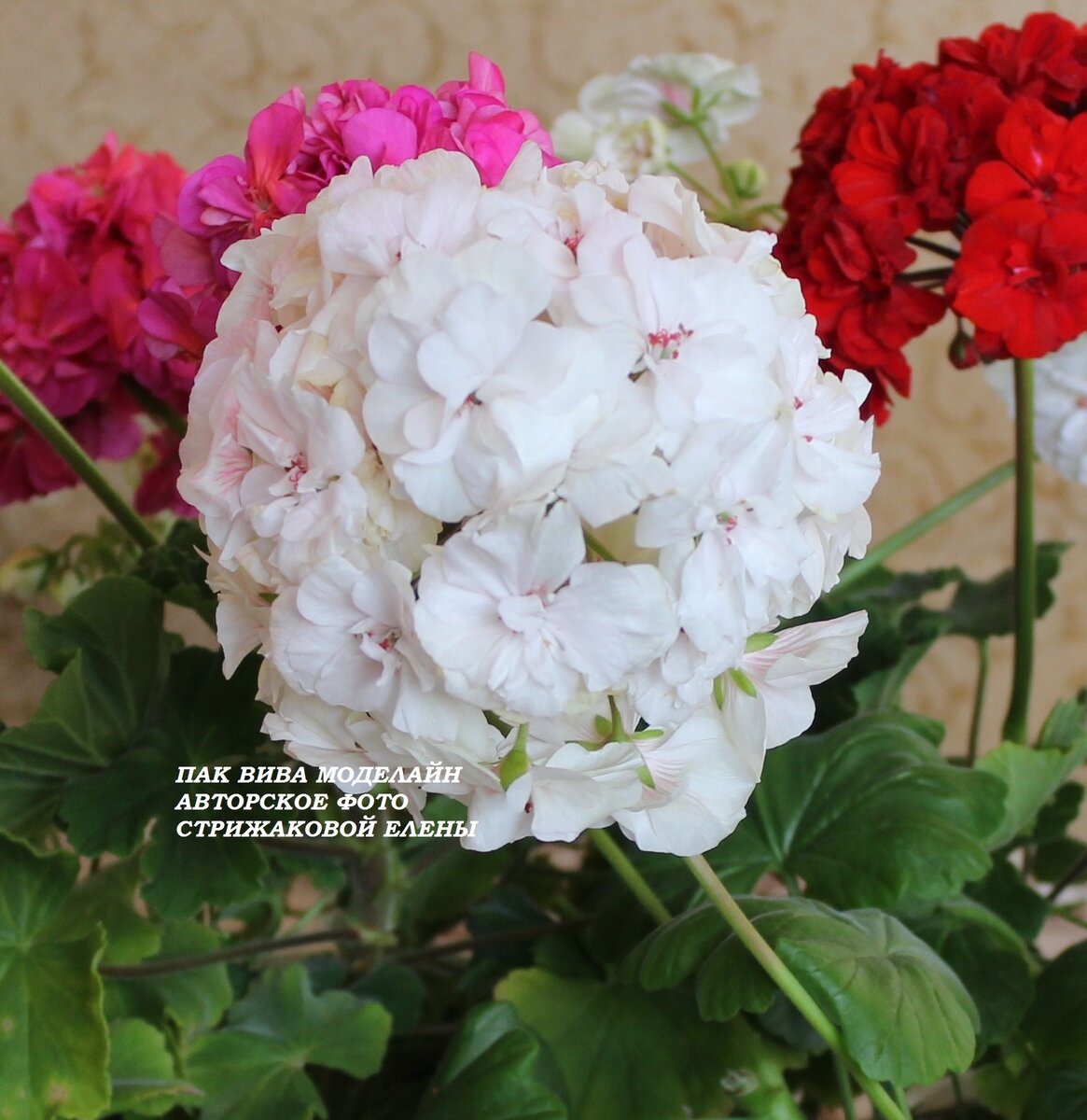 пак вива моделайн