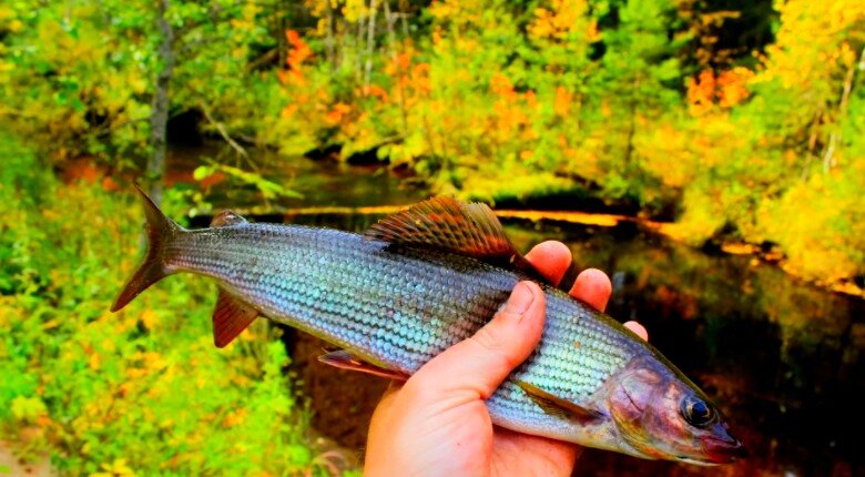 Что за рыба - Хариус: польза и вред. История хищника | Fish and hook | Дзен