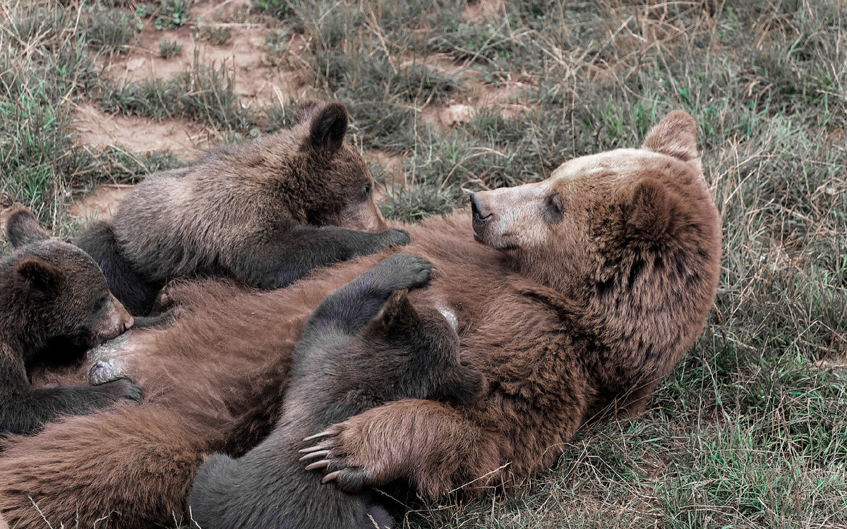 Мама медвежат кормит молоком.