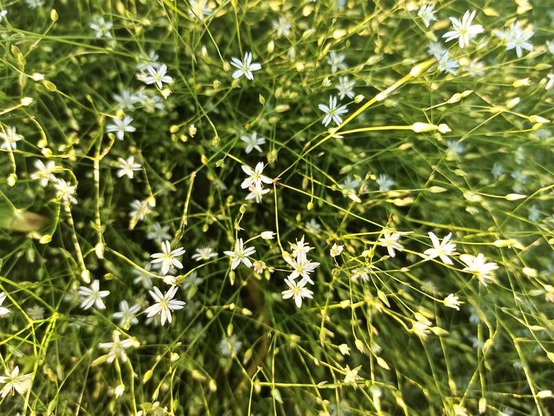  Цветение очень обильное. Фото автора.