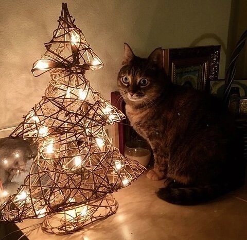 На фото кошка Лима, которая на днях обрела дом! 🥰🎄🎉