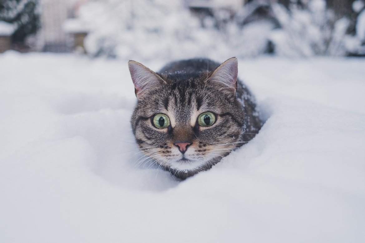 Можно ли выгуливать кошку зимой? | Догги Академия | Дзен