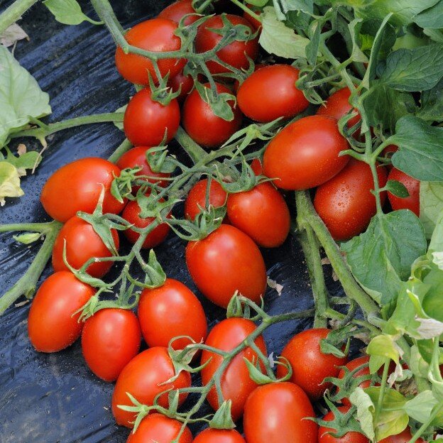 Вот и добрались мы до королей огорода - томатов. У меня семян огромное количество и разнообразие. Сажать все в один год - не реально.