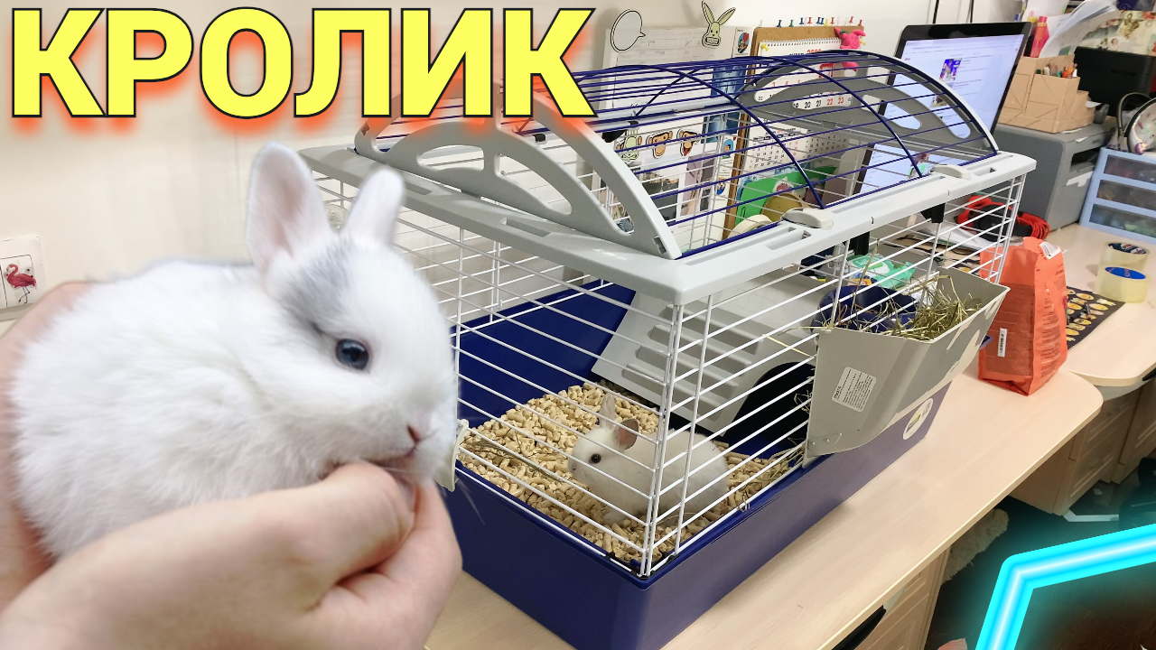 ДЕКОРАТИВНЫЙ КРОЛИК КУПИЛА ДОЧКЕ / ПЕРВЫЕ ПОКУПКИ КРОЛИКА! 🐰💜 ОБЗОР  ПЕРВОЕ ВПЕЧАТЛЕНИЕ