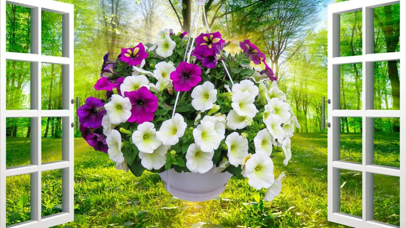 Цветущая петуния