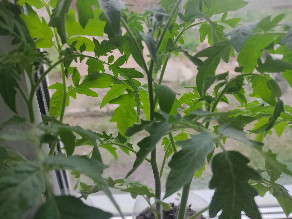 Посмотрим, каков будет урожай!

