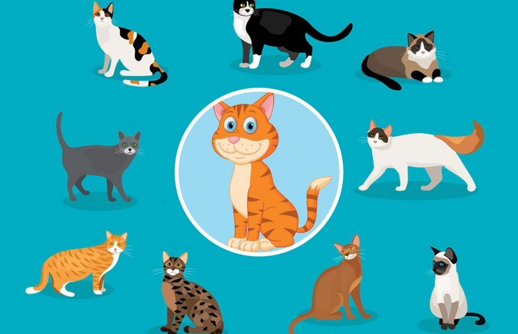 Квиз Угадай кошку