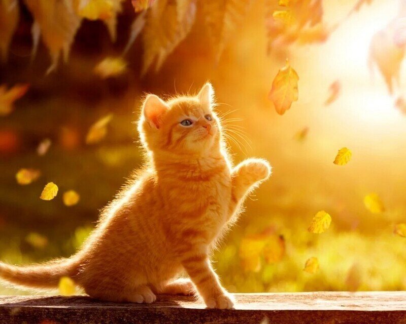 Картинка из интернета 