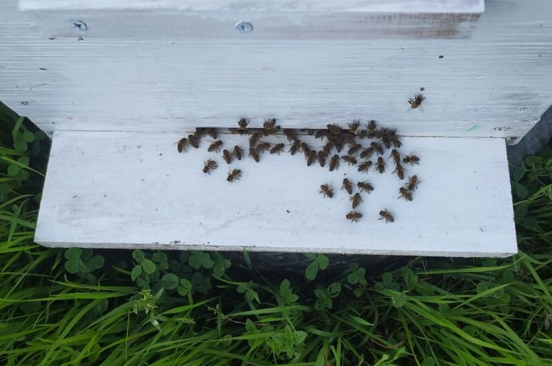 Мне нравится работать с пчелами, но только в полной защите.