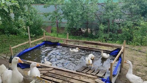 Как любители природы невольно сокращают популяцию водоплавающих птиц