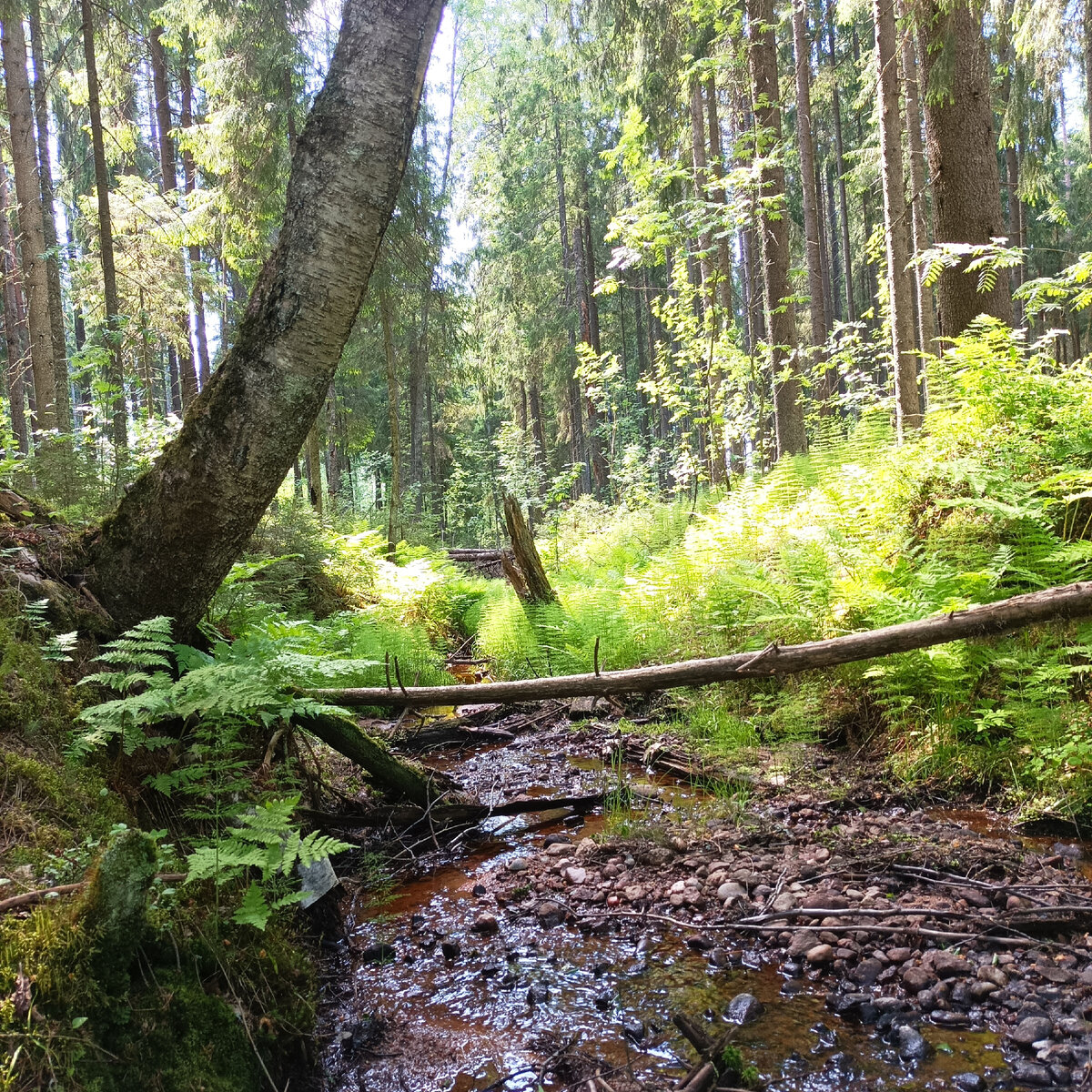 Лесной ручей. Фото: Андрей Носков
