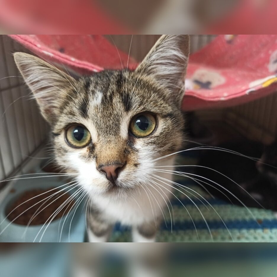 Нашли на даче. Ласковая и активная девочка.