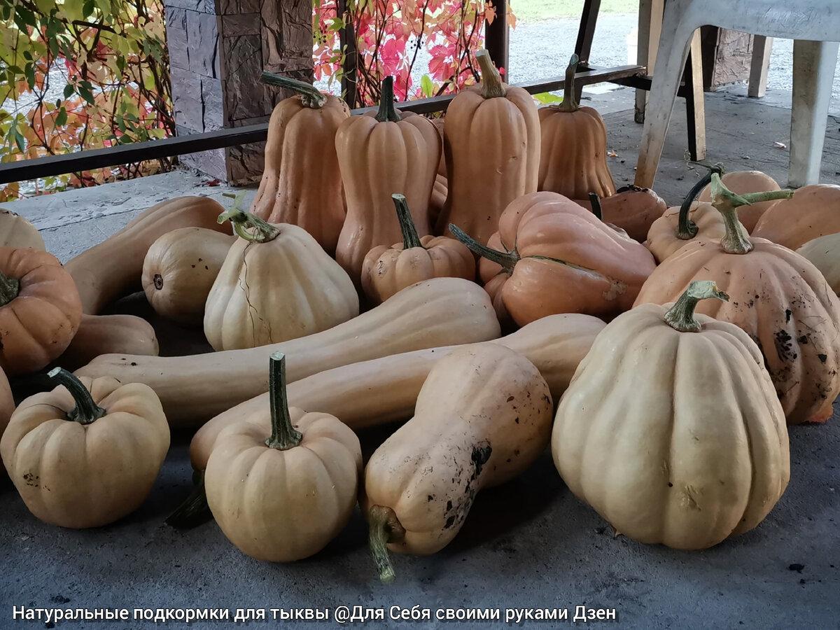КАКИЕ НАТУРАЛЬНЫЕ ПОДКОРМКИ можно использовать для ТЫКВЫ