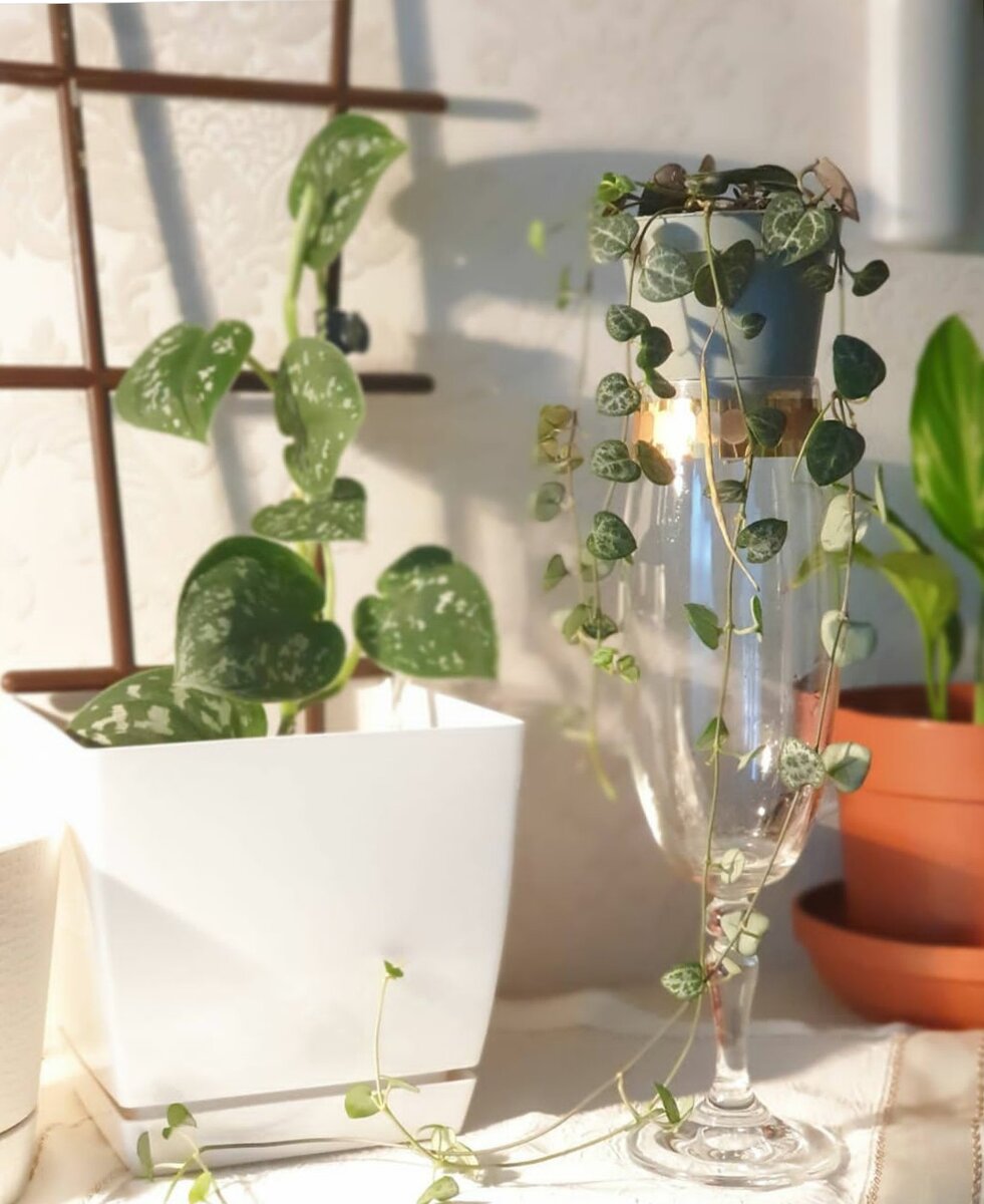 12.2021 Церопегия чуть длиннее бокала))