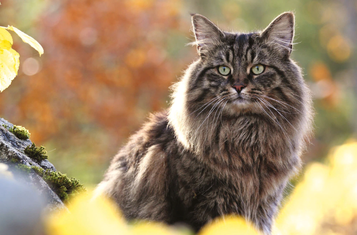 Норвежский кот. Норвежский Лесной кот. Норвежская длинношерстная Лесная кошка. Skogkatt - Норвежская Лесная кошка.. Норвежский Лесной кот серый.