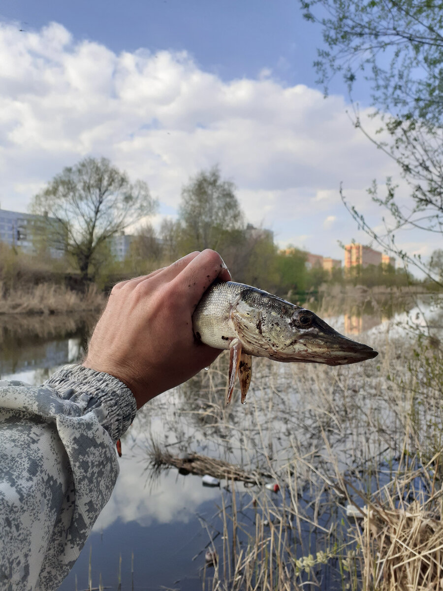 Автор. Кто на фото найдет черепаху?! 😃