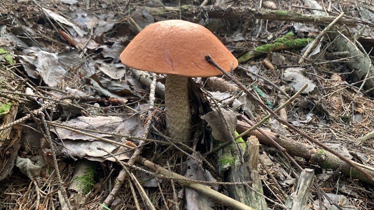 Подосиновик!